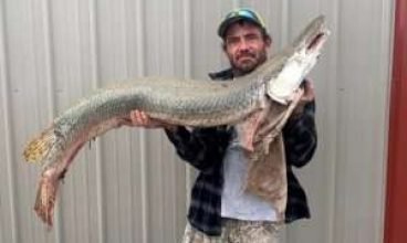 “Fóssil vivo” do peixe-jacaré encontrado no Kansas; pesquisadores estudam fenômeno  