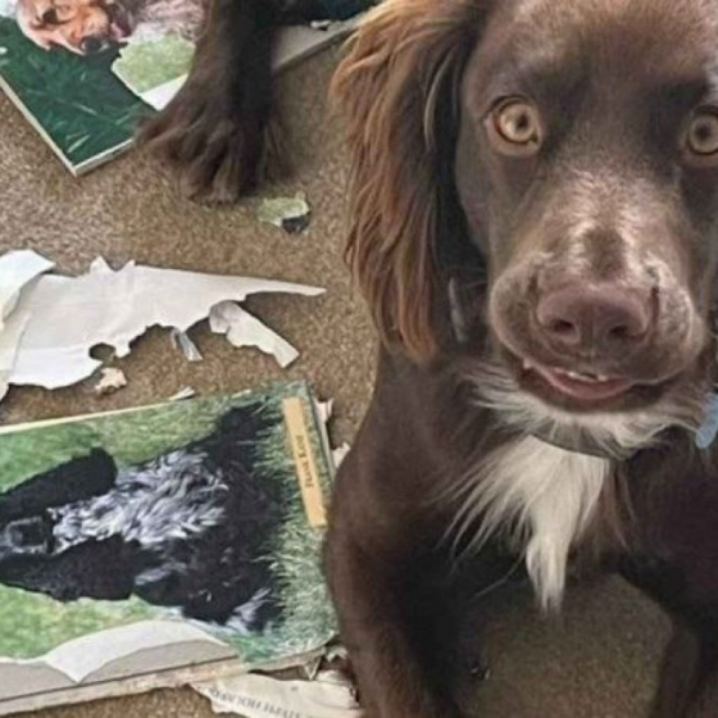 como-treinar-seu-cachorro:-cao-destroi-livro-antes-de-o-dono-ler