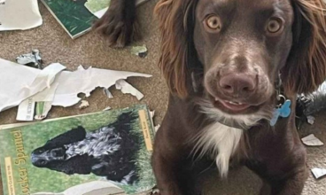 Como Treinar Seu Cachorro: cão destrói livro antes de o dono ler