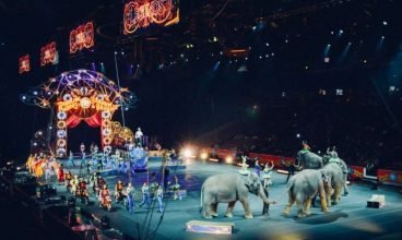 França proíbe show de animais e venda de cães e gatos em lojas