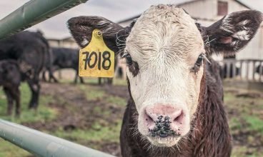 EUA lançam medidas para reduzir preço das carnes