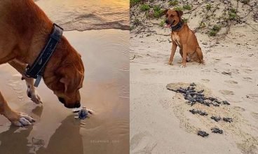 Cão caramelo ajuda tartarugas recém-nascidas a chegarem ao mar