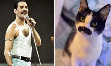 Gato adotivo com bigode de Freddie Mercury viraliza nas redes