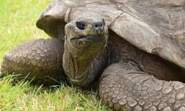 Tartaruga Jonathan faz 190 anos e é o mais velho animal do mundo!