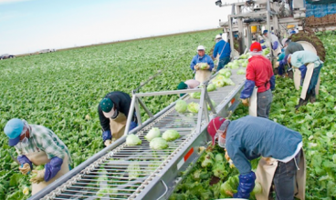 Falta de mão de obra na agricultura dos EUA abre frente de trabalho para imigrantes   