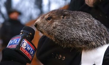 Marmota Phil prevê mais seis semanas de inverno nos Estados Unidos