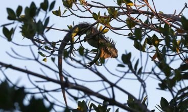 Com o frio, iguanas ‘congeladas’ caem das árvores na Flórida