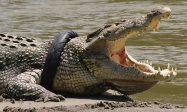 Crocodilo ganha liberdade após ficar com pneu preso no pescoço por 6 anos