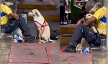 Cachorro olha sem-teto desconhecido e dá longo abraço [vídeo]