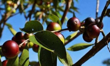 Fruta brasileira usada contra o câncer será testada em pacientes no Canadá