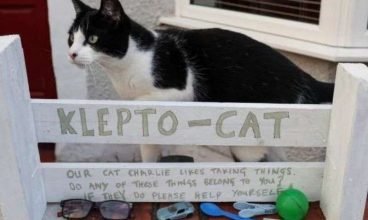 Gato ladrão faz tutora montar caixa de devolução de brinquedos roubados