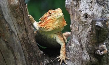 Multiplicação sem controle de iguanas na Flórida gera crise e caça é autorizada